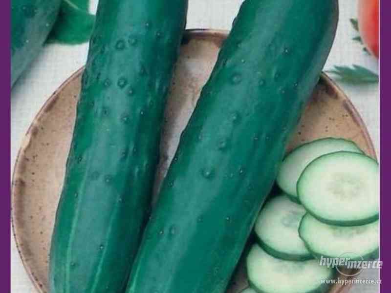 Okurka salátovka Obelix F1 - semena - foto 1