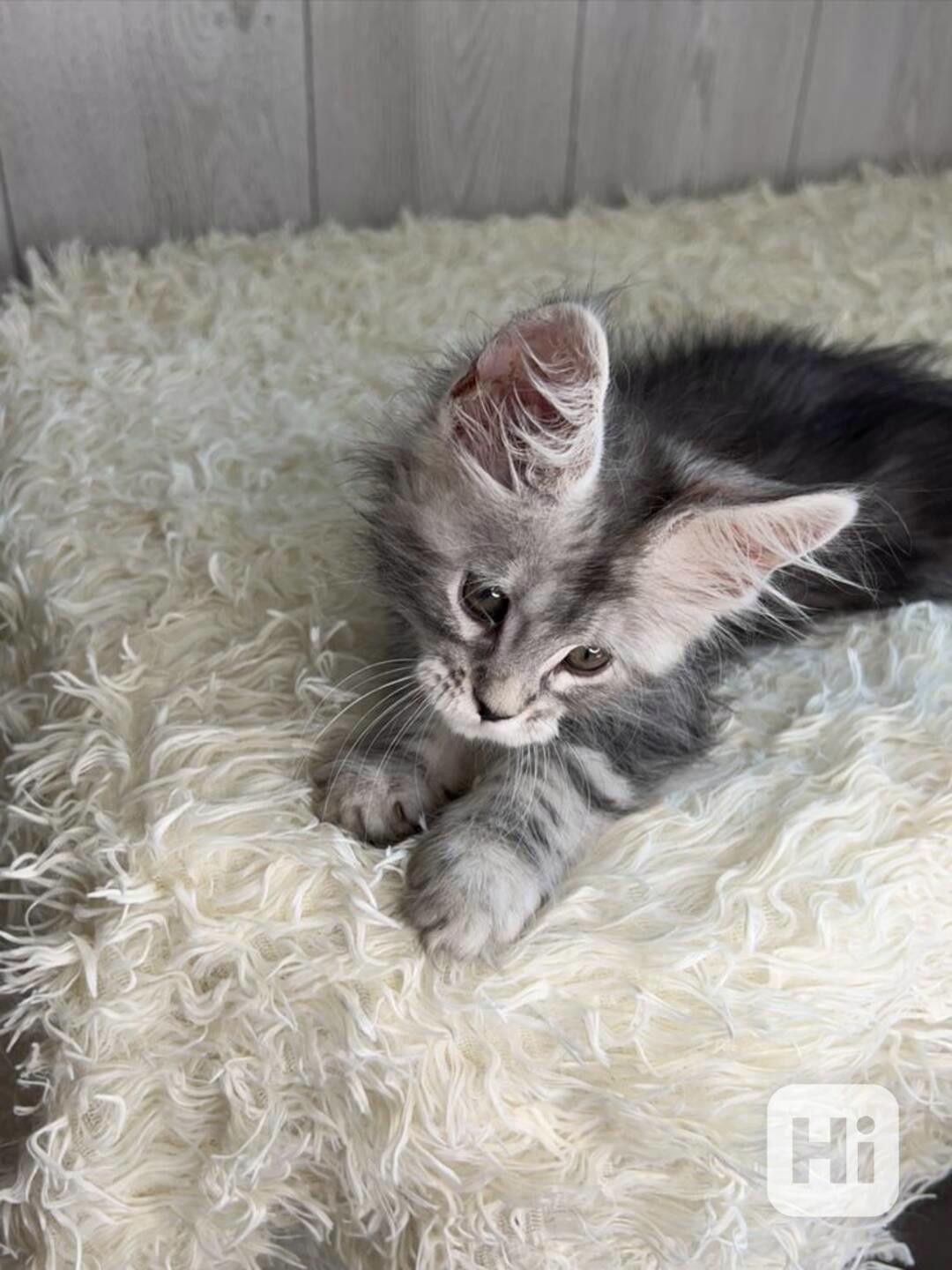 Kvalitní koťátka Maine Coon - foto 1