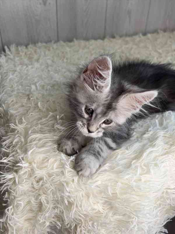 Kvalitní koťátka Maine Coon - foto 1