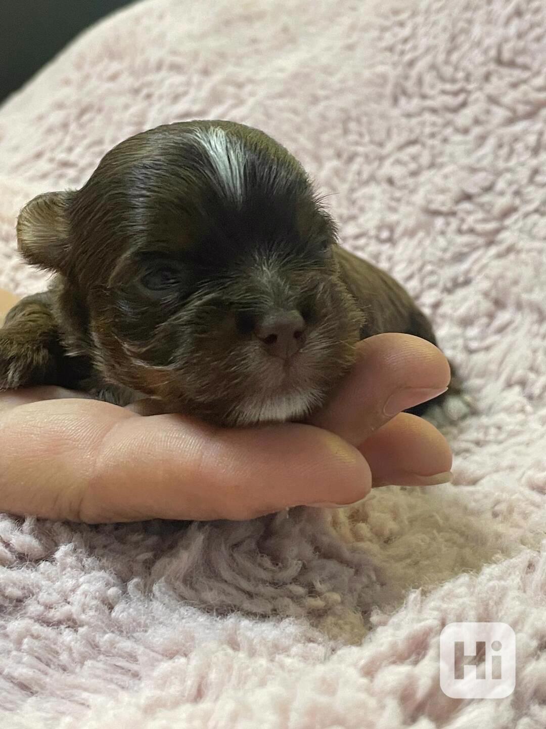 Jorkšírský teriér čokoládový kluci s PP - foto 1