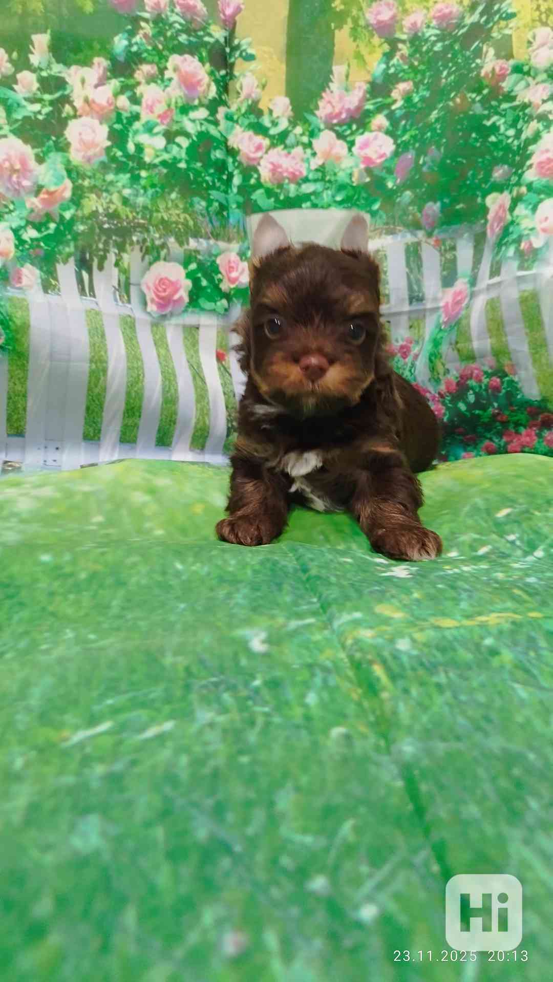 Jorkšírský teriér čokoládový kluci s PP - foto 1