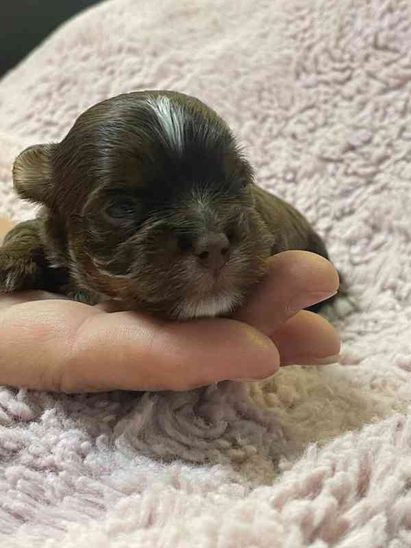 Jorkšírský teriér čokoládový kluci s PP