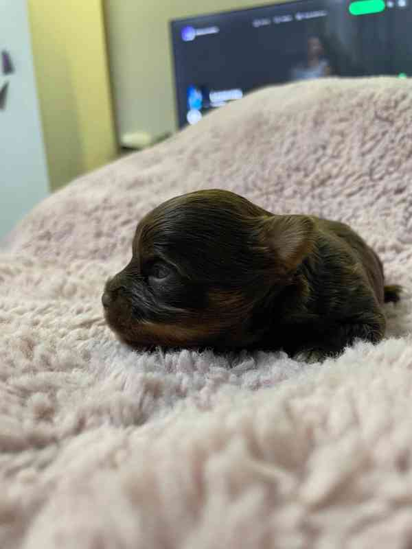 Jorkšírský teriér čokoládový kluci s PP - foto 7