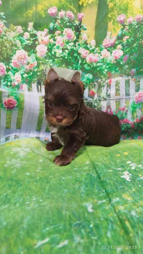 Jorkšírský teriér čokoládový kluci s PP - foto 2