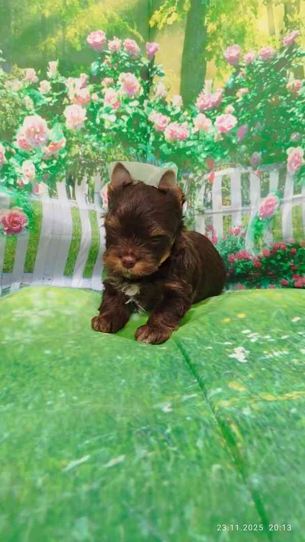 Jorkšírský teriér čokoládový kluci s PP - foto 3