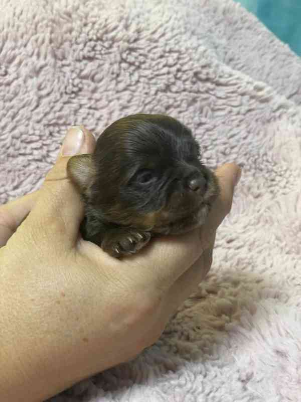 Jorkšírský teriér čokoládový kluci s PP - foto 4