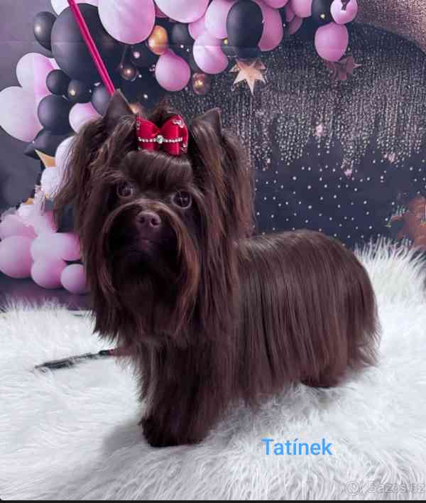 Jorkšírský teriér čokoládový kluci s PP - foto 3