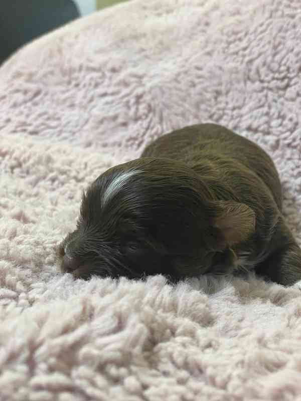 Jorkšírský teriér čokoládový kluci s PP - foto 8