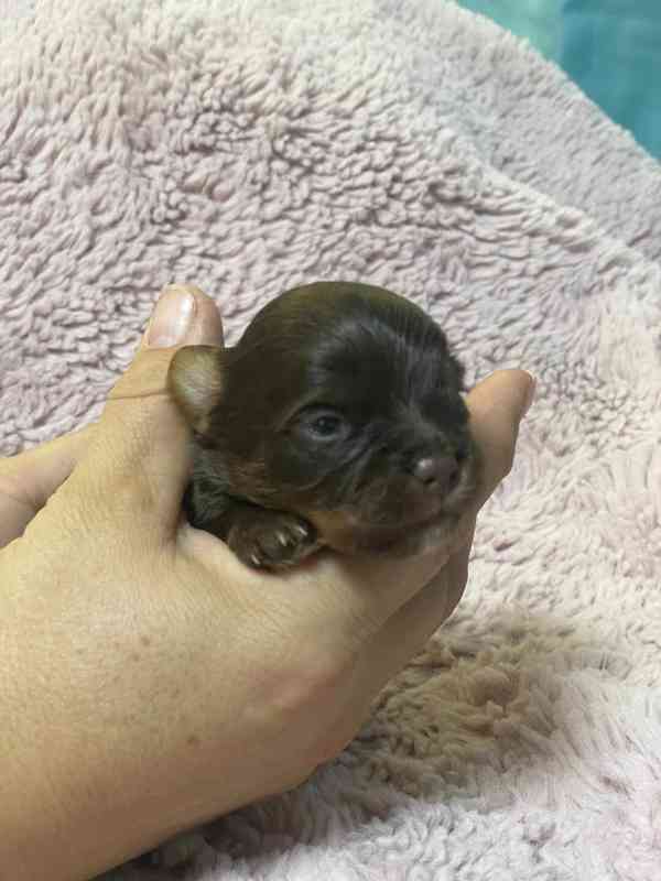 Jorkšírský teriér čokoládový kluci s PP - foto 5