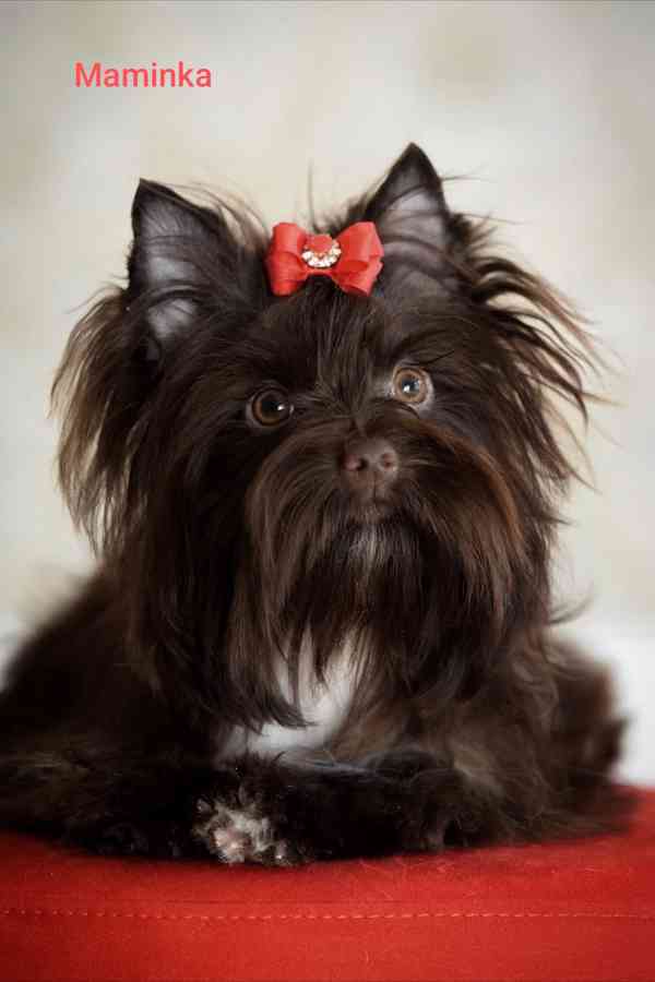 Jorkšírský teriér čokoládový kluci s PP - foto 2