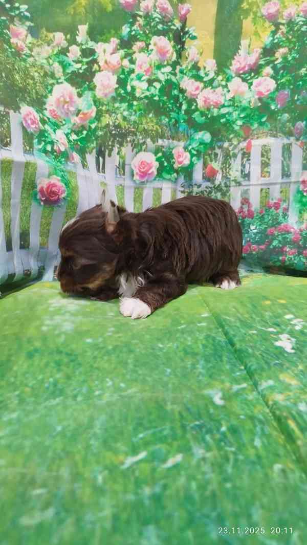 Jorkšírský teriér čokoládový kluci s PP - foto 6