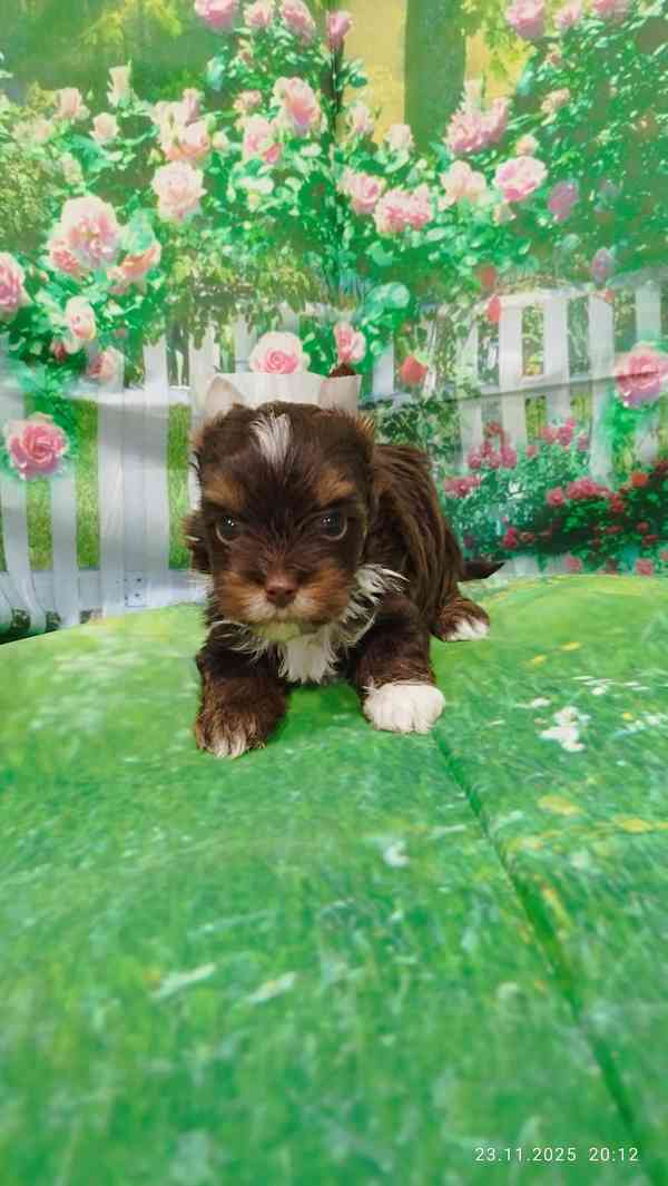 Jorkšírský teriér čokoládový kluci s PP - foto 8