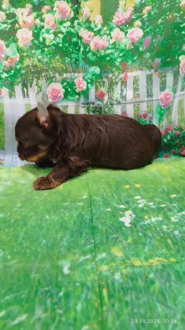 Jorkšírský teriér čokoládový kluci s PP - foto 4