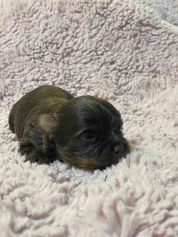 Jorkšírský teriér čokoládový kluci s PP - foto 6