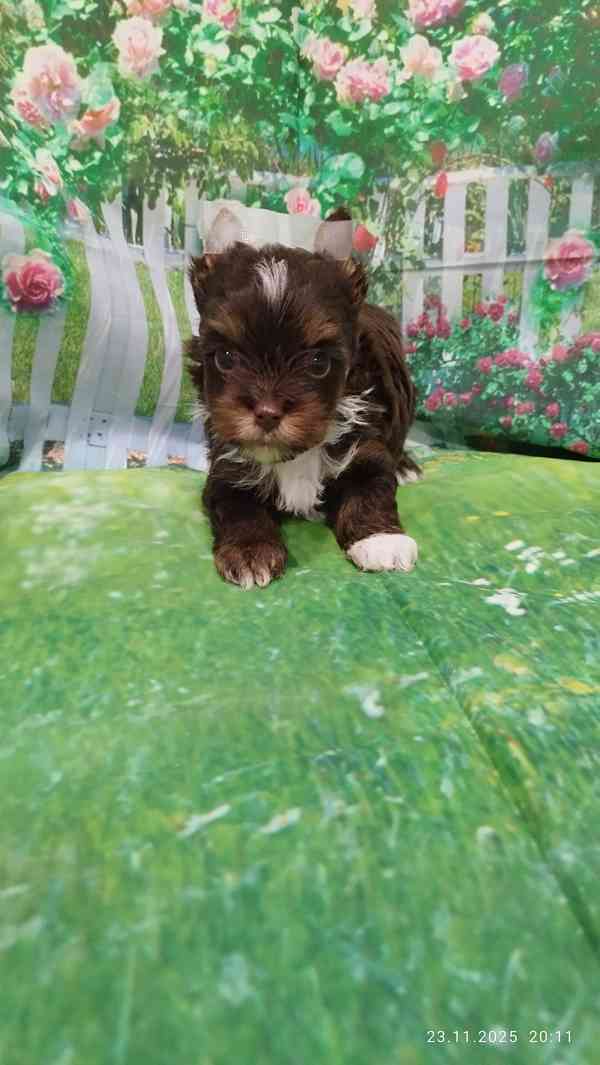 Jorkšírský teriér čokoládový kluci s PP - foto 5