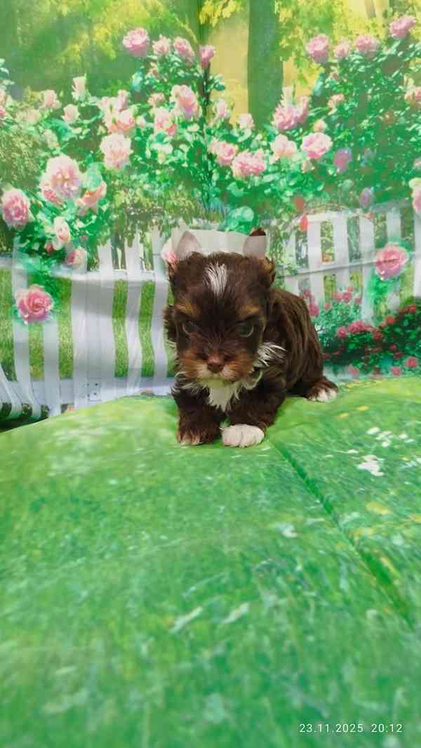 Jorkšírský teriér čokoládový kluci s PP - foto 7