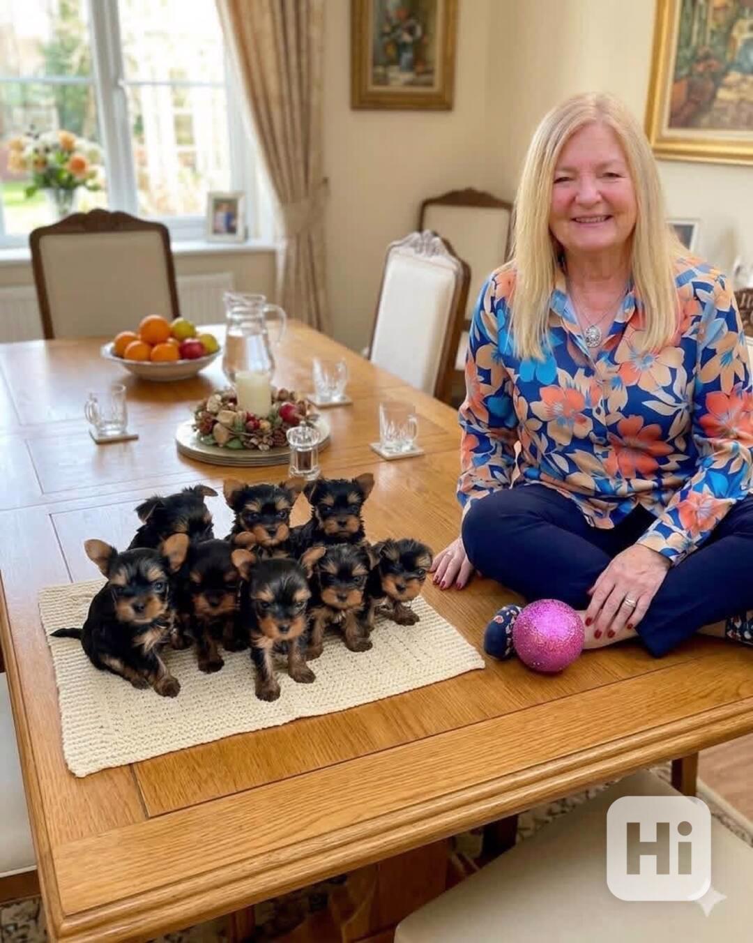 Štěňata Yorkshire - foto 1