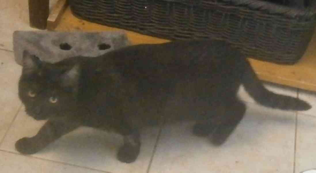 Černý až kouřový, 1roční Sam hledá domov. - foto 5