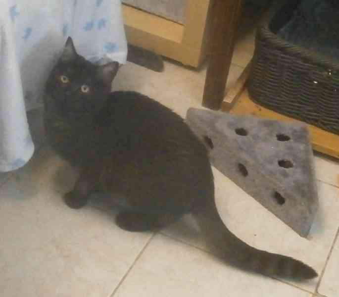 Černý až kouřový, 1roční Sam hledá domov. - foto 6