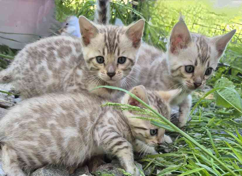 Bengalska kočka s PP - foto 2