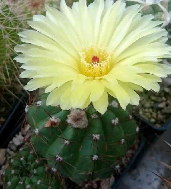 semena kaktusu Notocactus Ottonis WRA 33 - foto 1
