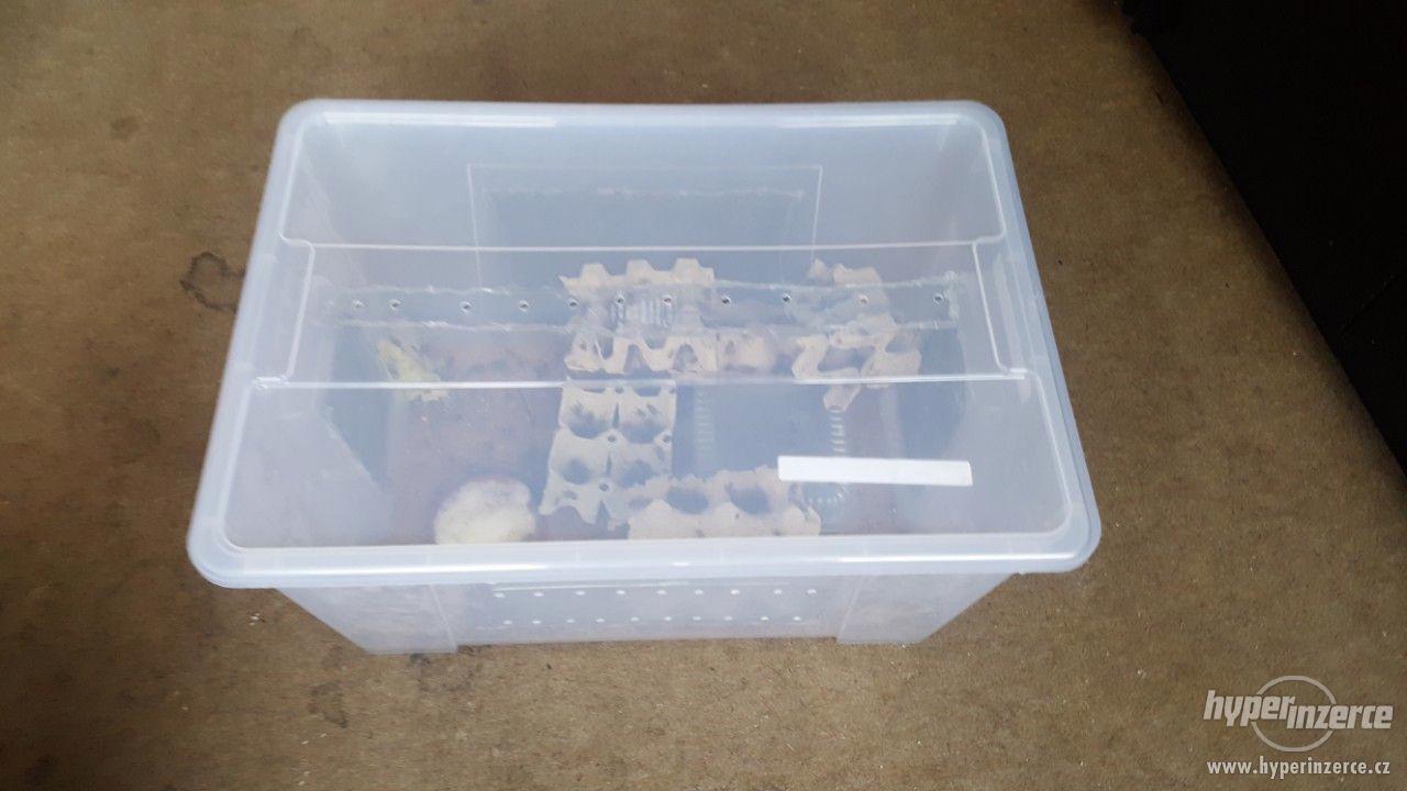 Box na chov krmného hmyzu - foto 1