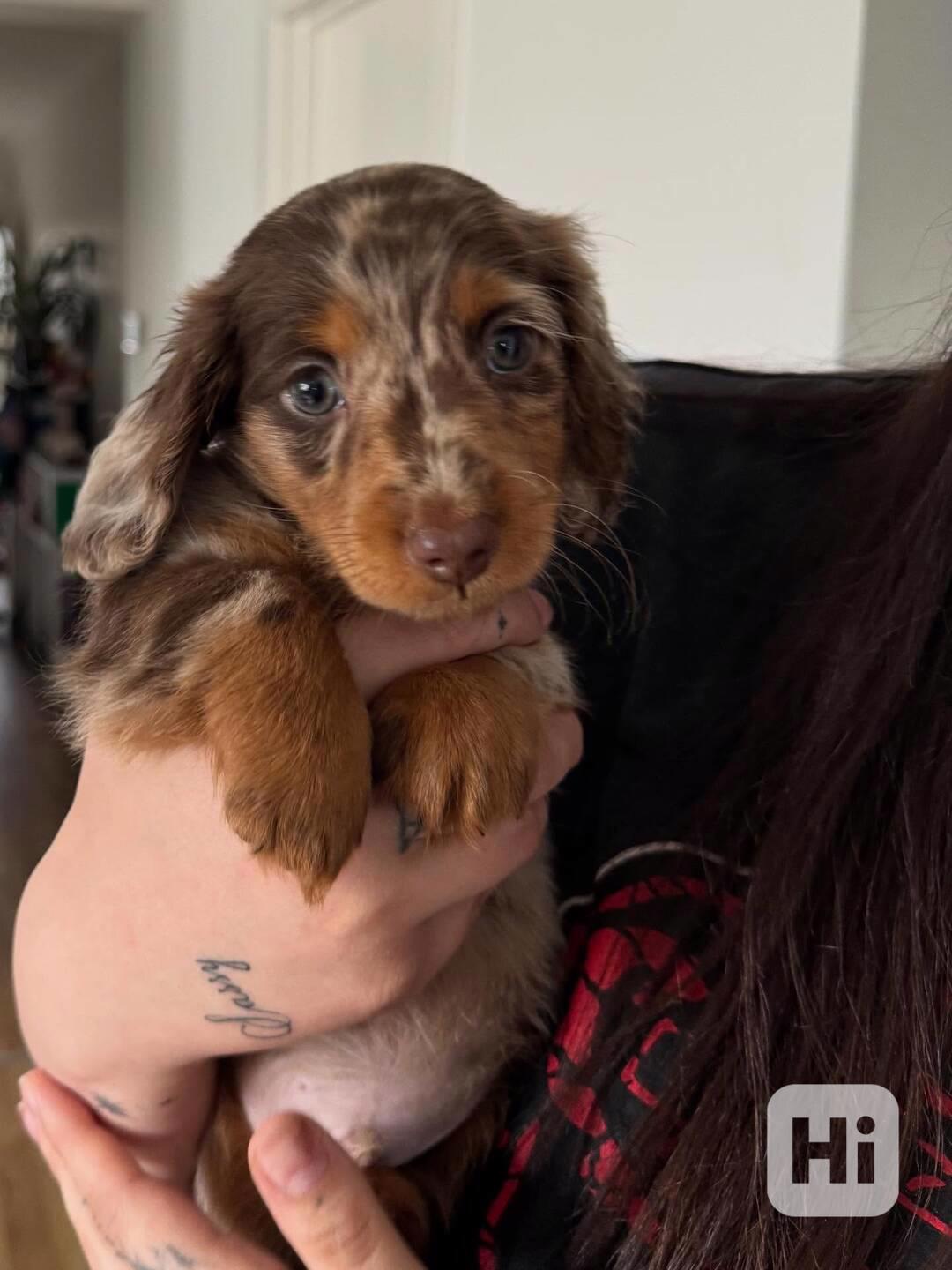 Loving and caring dashund looking for a new home  - foto 1