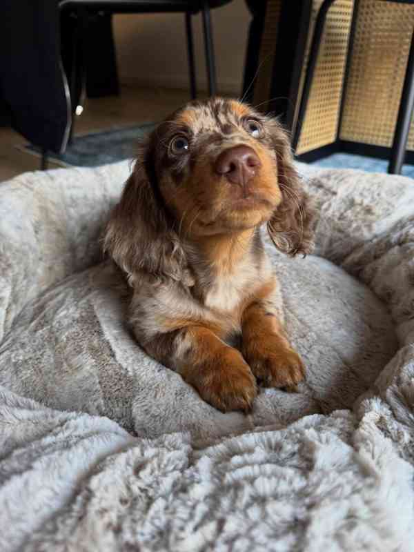 Loving and caring dashund looking for a new home  - foto 4