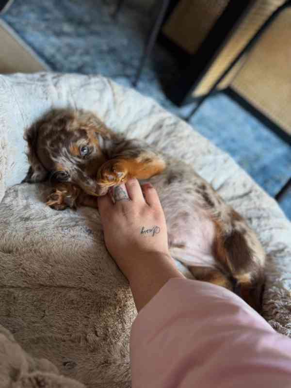 Loving and caring dashund looking for a new home  - foto 2