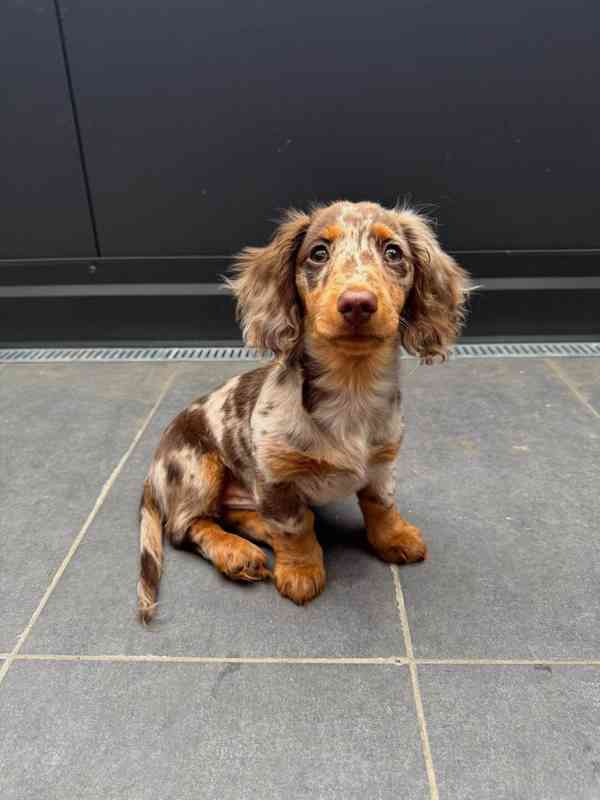 Loving and caring dashund looking for a new home  - foto 5
