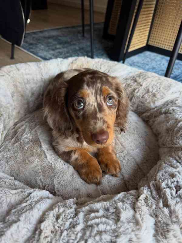 Loving and caring dashund looking for a new home  - foto 3