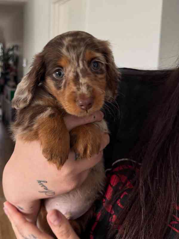 Loving and caring dashund looking for a new home 