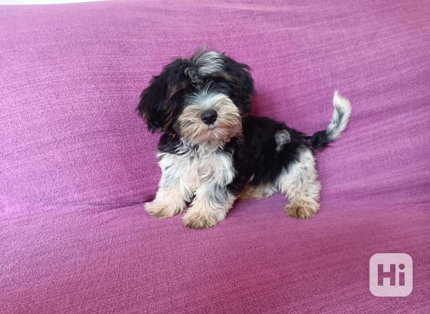 Biewer terier- pejsci bez pp - foto 1