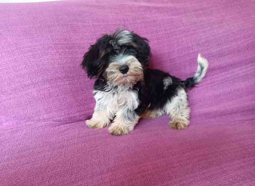 Biewer terier- pejsci bez pp - foto 1