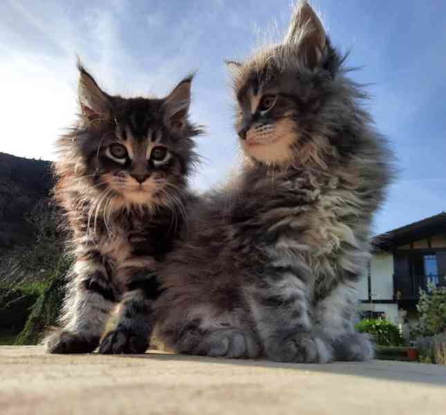 Nádherná mainská mývalí koťata k adopci