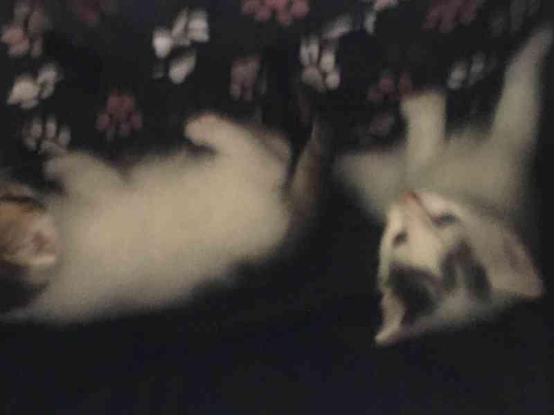 Koťátka sibiřské kočky bez PP  - foto 11