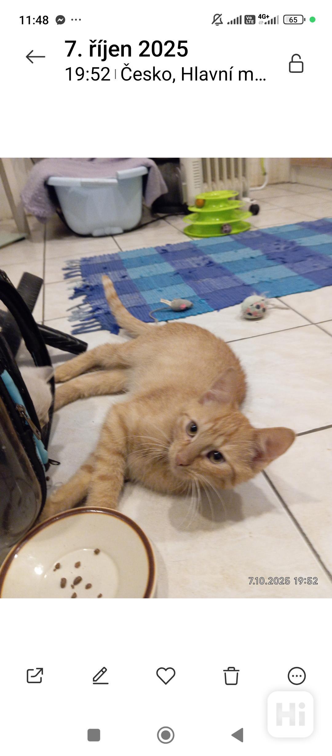 Překrásný zrzavý kocourek Sebastian  - foto 1