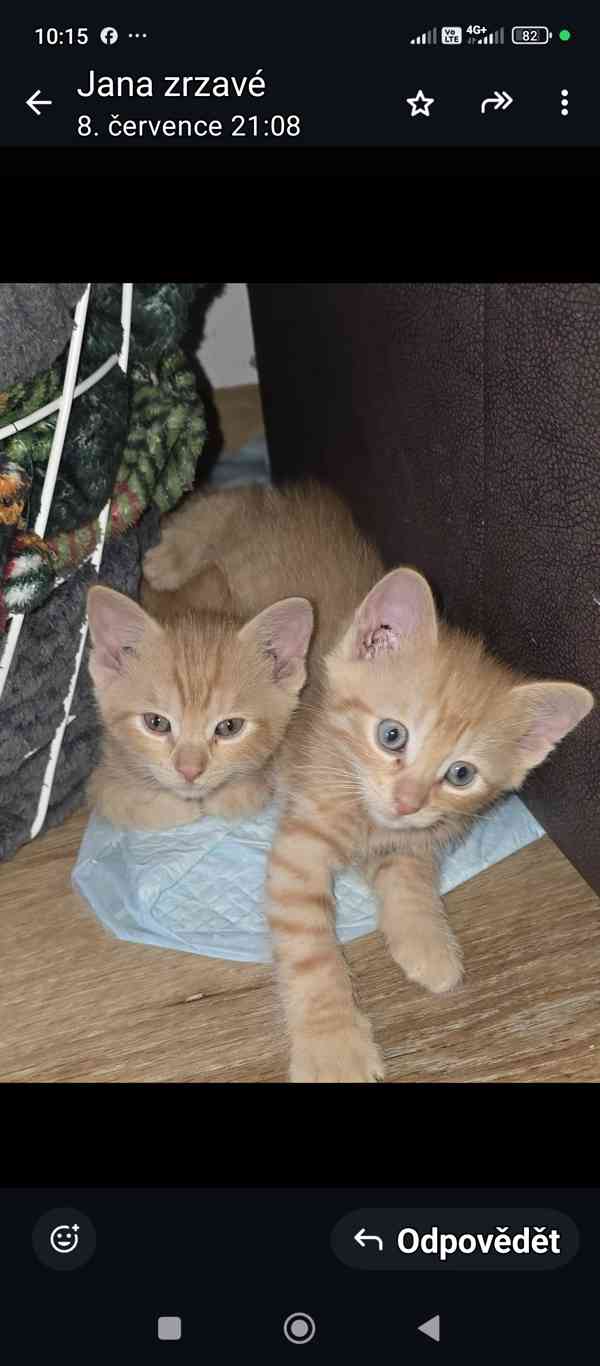 Překrásný zrzavý kocourek Sebastian  - foto 4