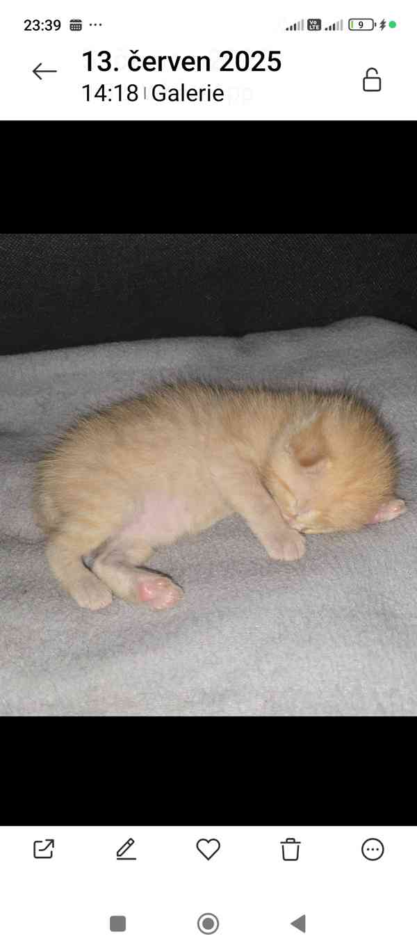 Překrásný zrzavý kocourek Sebastian  - foto 3