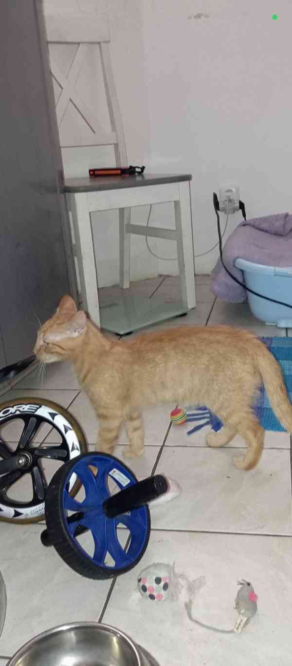 Překrásný zrzavý kocourek Sebastian  - foto 2
