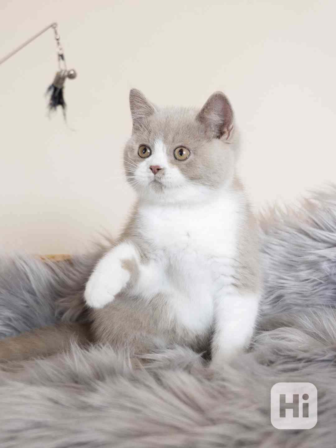 Britské koťátko s PP - foto 1