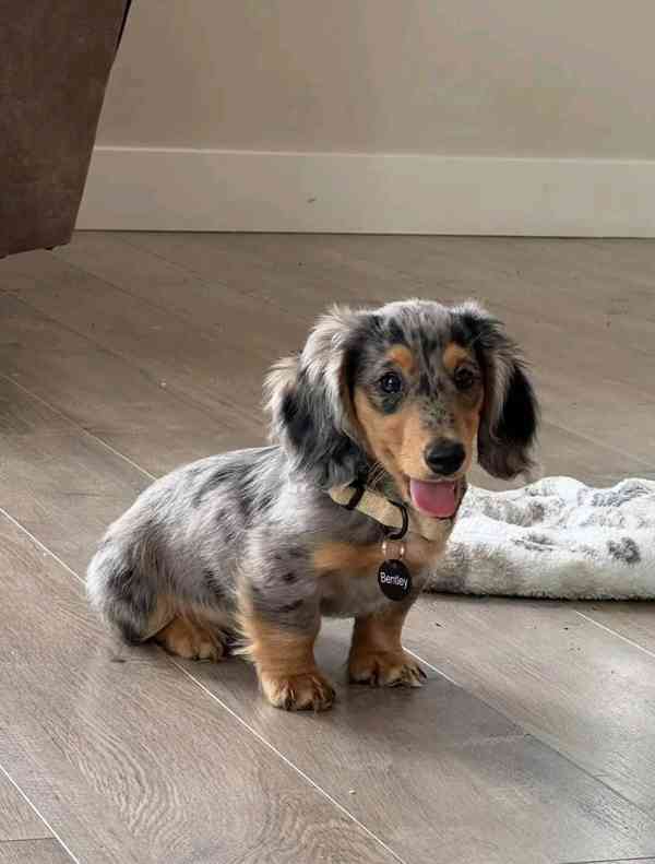 Štěňata jezevčíka samec a samice k adopci - foto 3