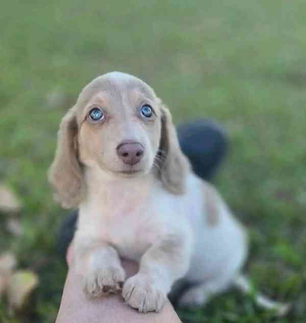 Štěňata jezevčíka samec a samice k adopci - foto 2