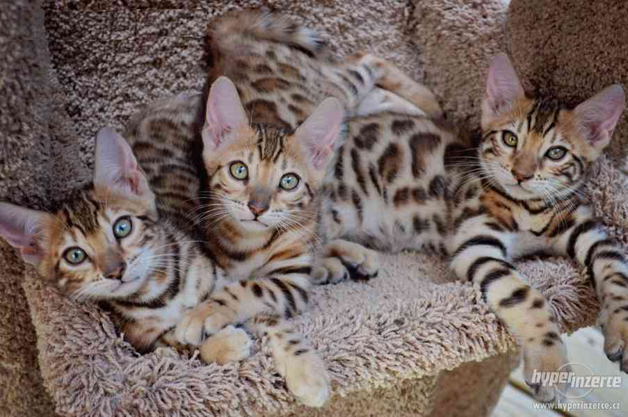 Nabízené kočky Serval, Savanová, bengálské, Karakal a toyger - foto 2