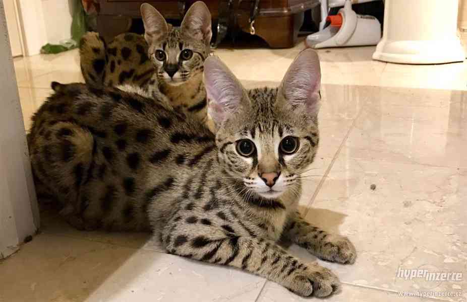 Nabízené kočky Serval, Savanová, bengálské, Karakal a toyger - foto 4