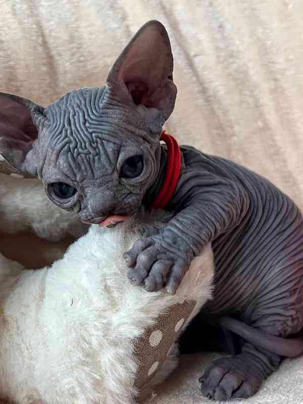 Koťata sphynxů na prodej - foto 1