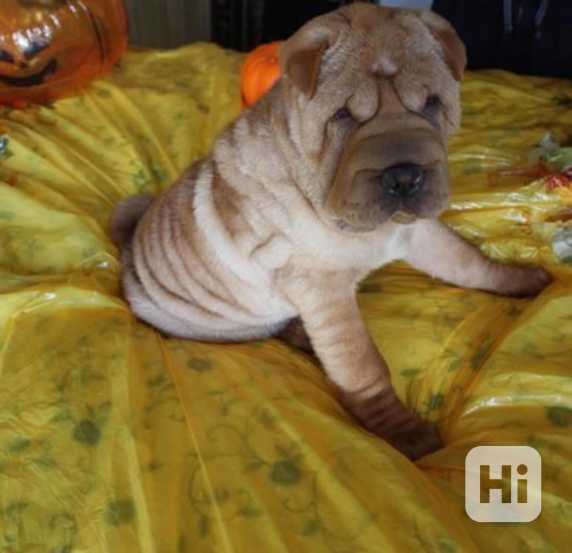 Shai Pei štěňata pes a fenka. - foto 1