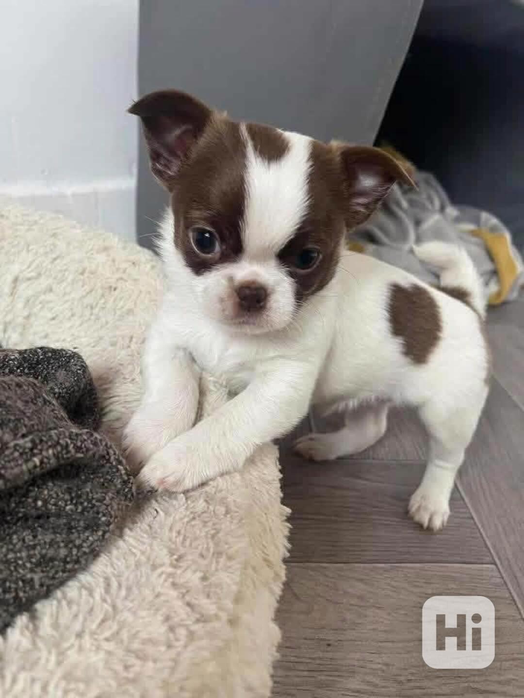 Štěňata čivavy - foto 1