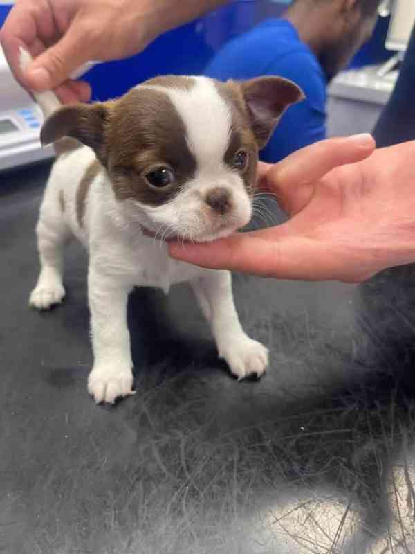 Štěňata čivavy - foto 2