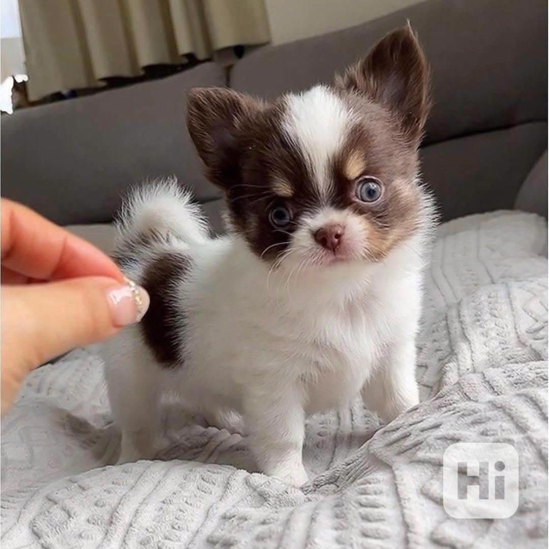 Štěňata čivavy Pp - foto 1